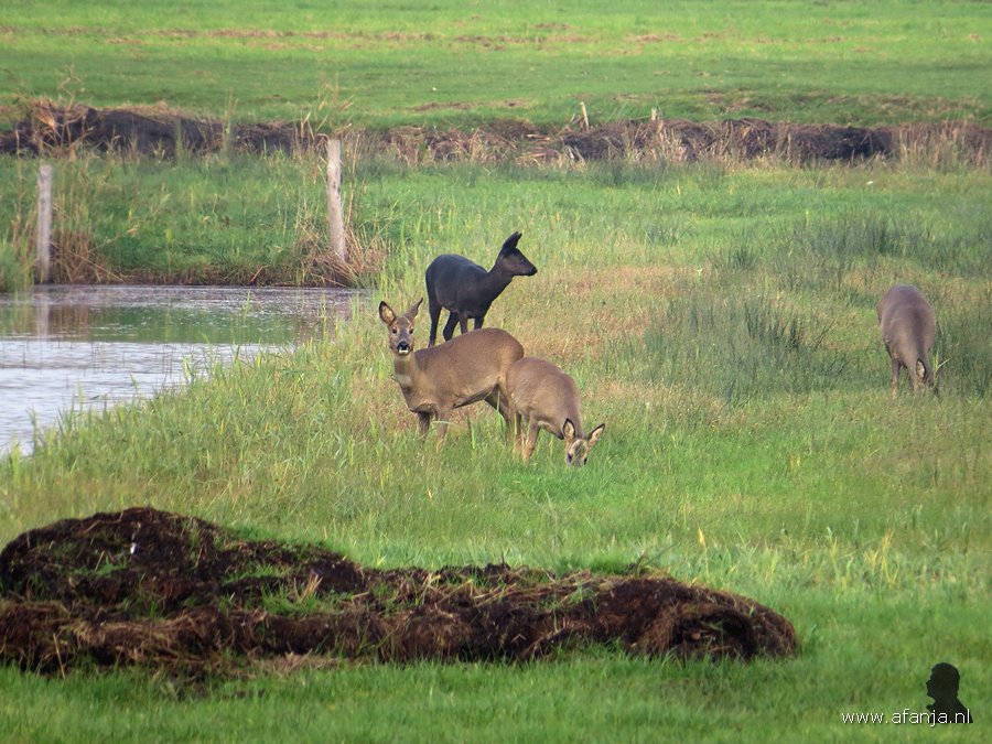 4 reeën, waaronder 1 zwarte