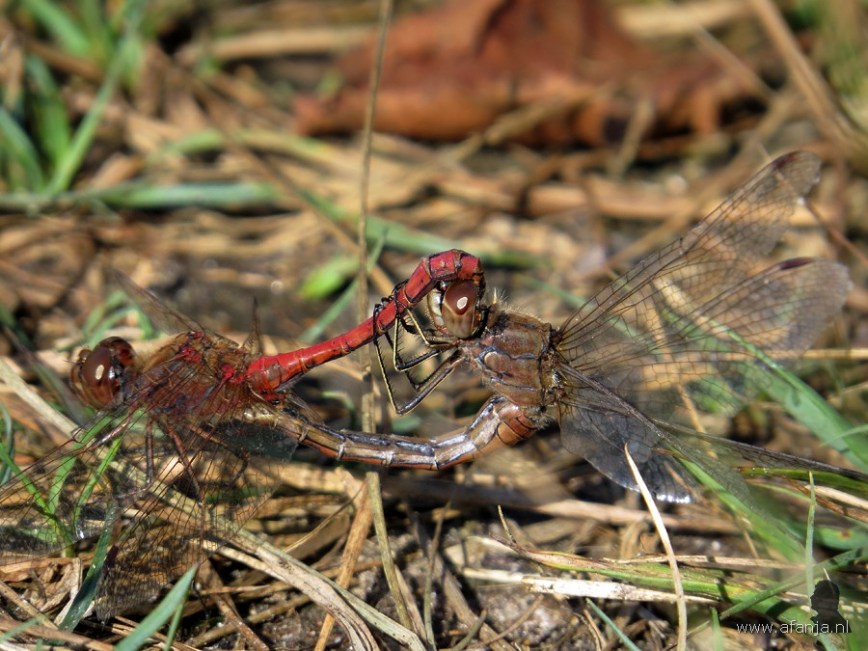 parende heidelibellen