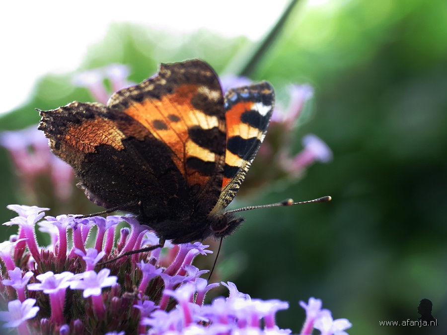 vlinder op de ijzerhard