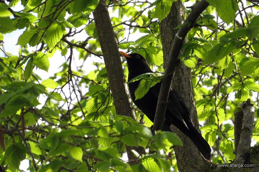 een gezellig kwinkelierende merel - 1