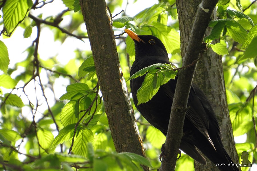 een gezellig kwinkelierende merel - 3