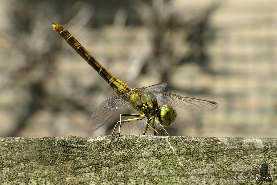 heidelibel op de pergola (1)