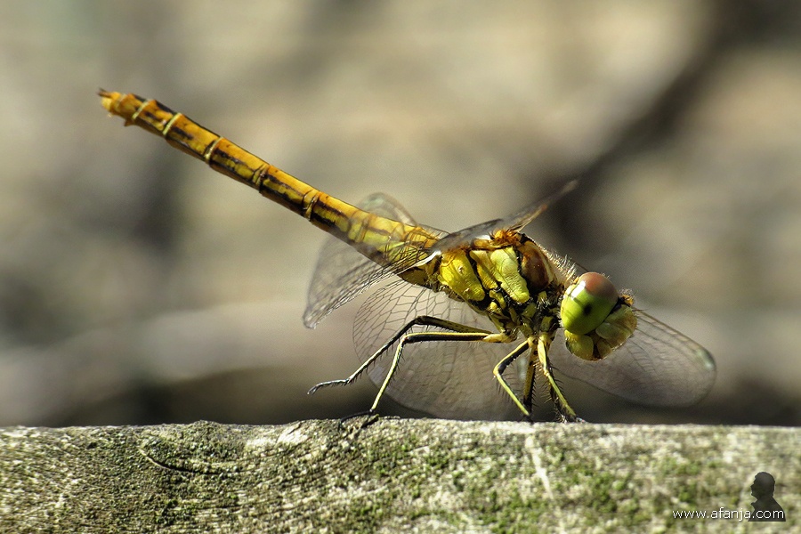 heidelibel op de pergola (2)
