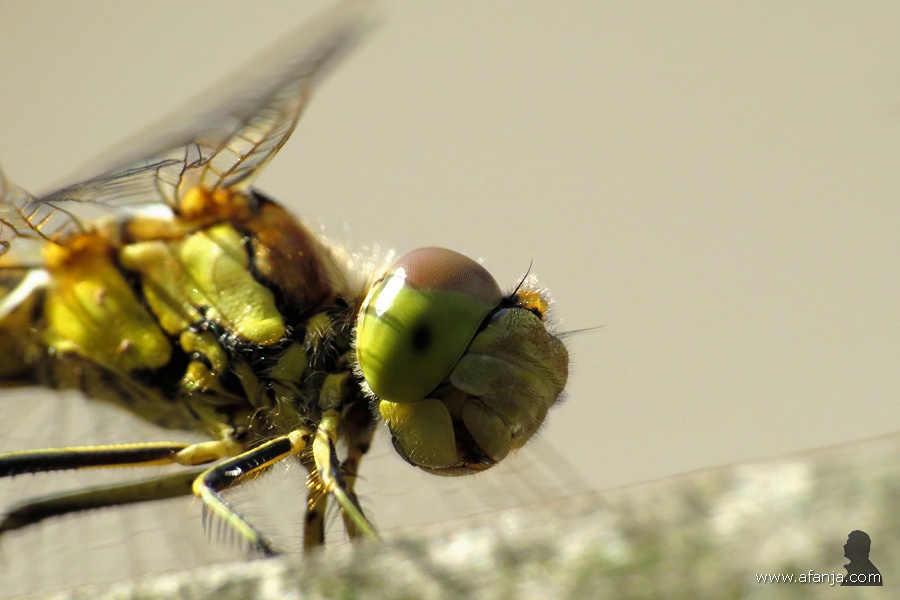 heidelibel op de pergola (6)