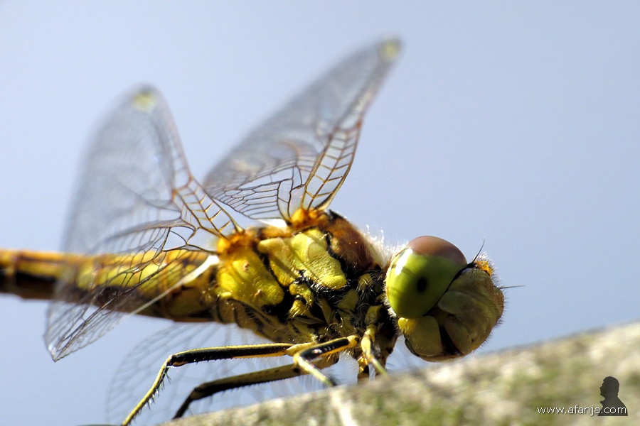 heidelibel op de pergola (4)