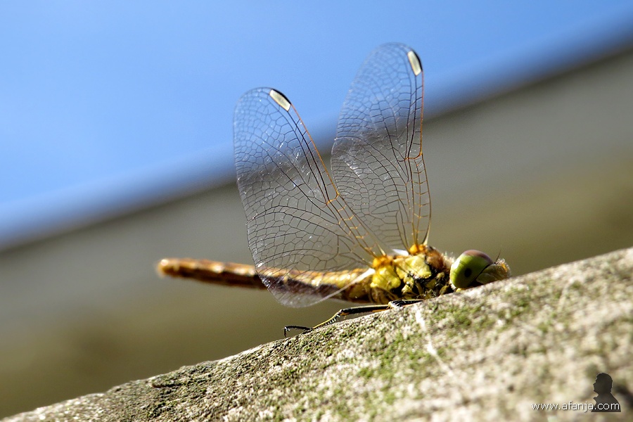 heidelibel op de pergola (3)