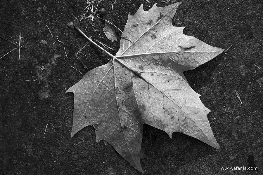 oude begraafplaats in zwartwit - 15