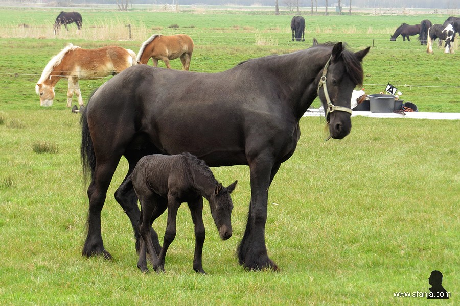 Friese paarden in de wei - 2