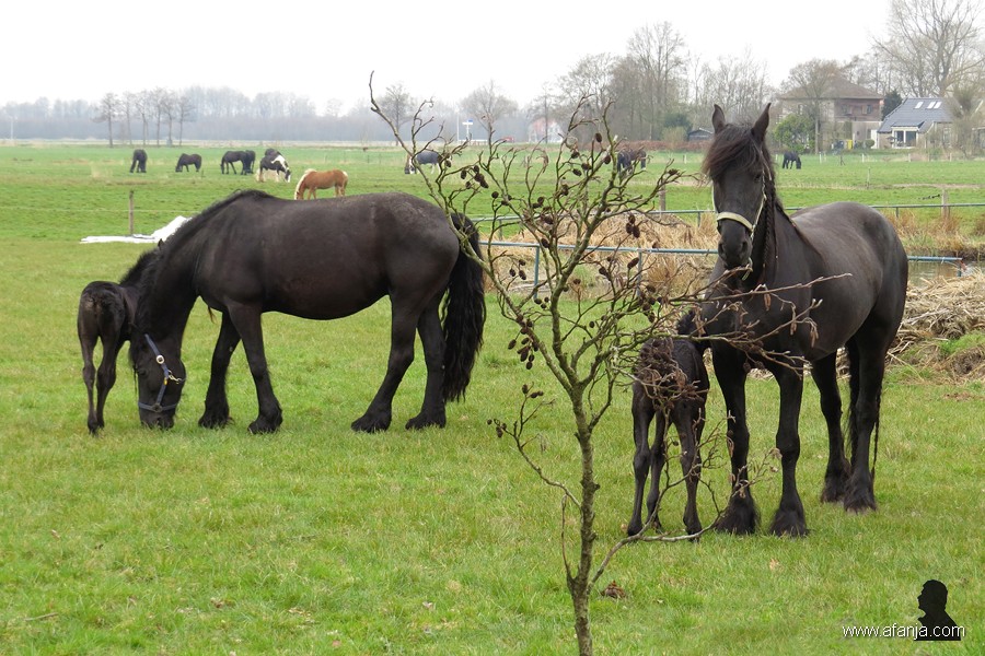 Friese paarden in de wei - 4