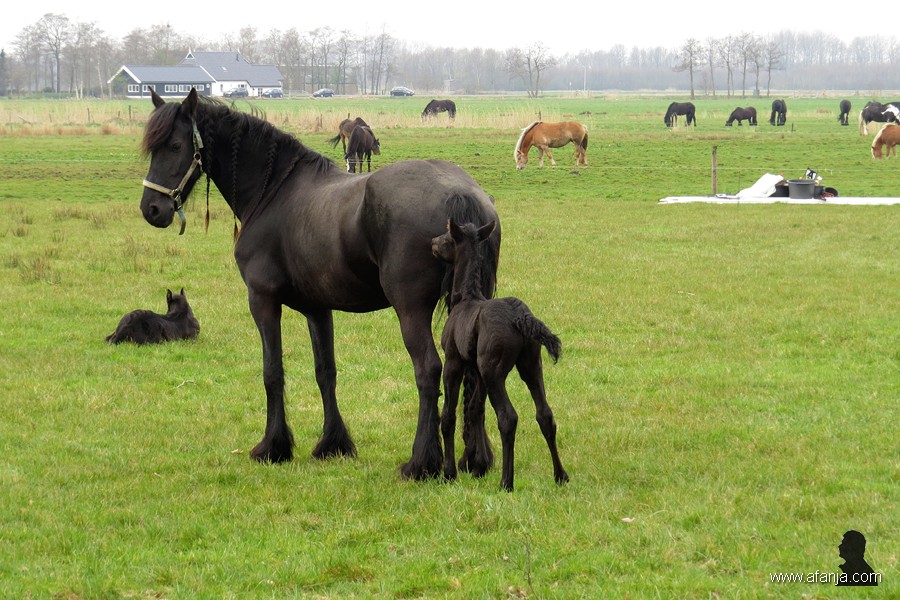 Friese paarden in de wei - 6