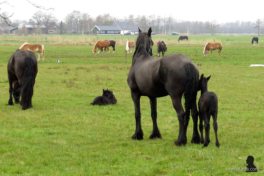 Friese paarden in de wei - 7