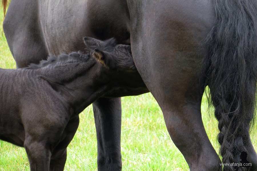 Friese paarden in de wei - 8