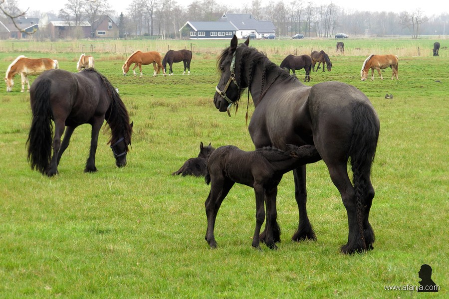 Friese paarden in de wei - 9