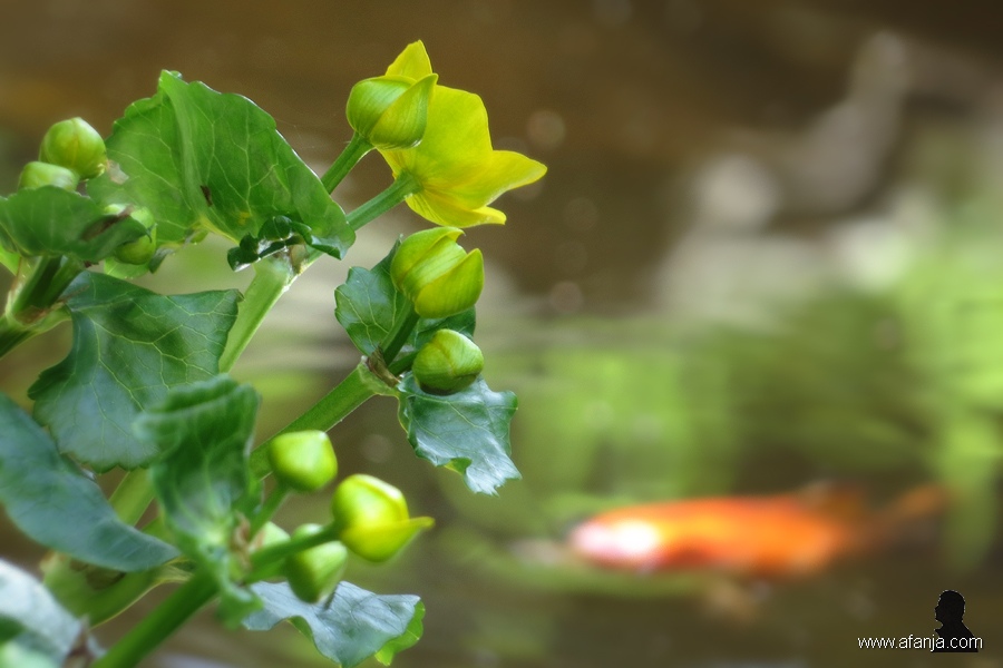 voorjaar bij de vijver - 1