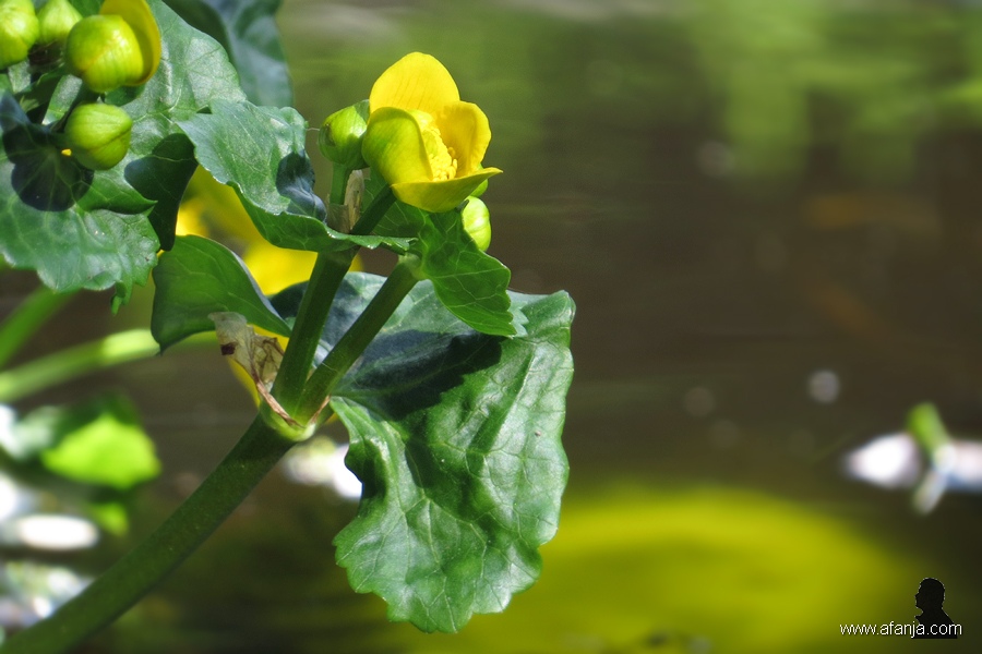 voorjaar bij de vijver - 2