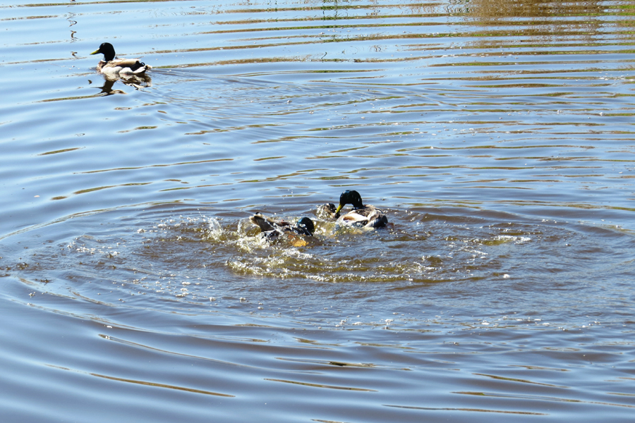 groepsverkrachting te water - 1