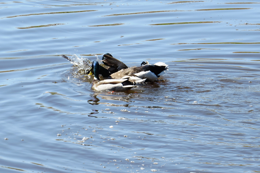groepsverkrachting te water - 3