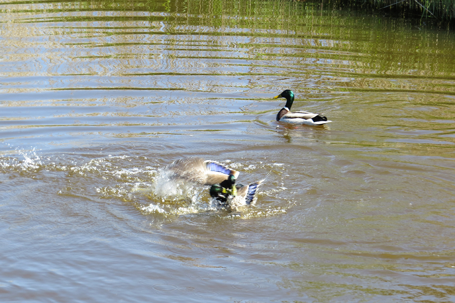 groepsverkrachting te water - 6