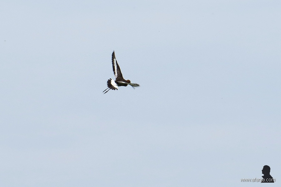grutto in volle vlucht 1