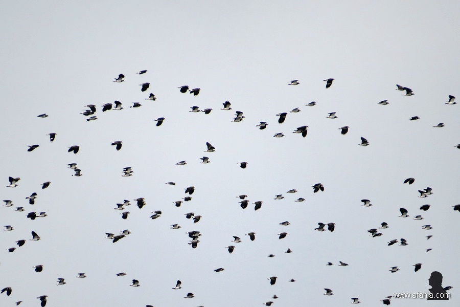 de kieviten verzamelen zich weer (3)