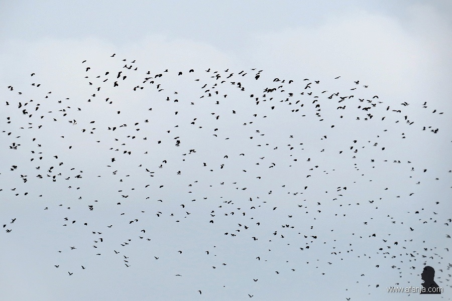 de kieviten verzamelen zich weer (3)