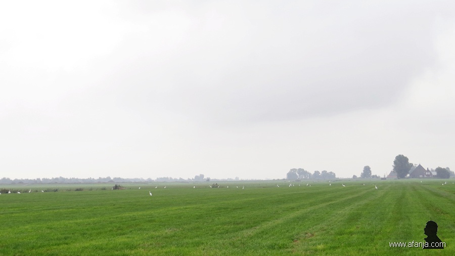 grote zilverreigers - 1