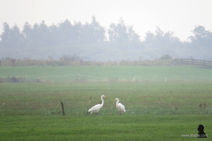 grote zilverreigers - 2