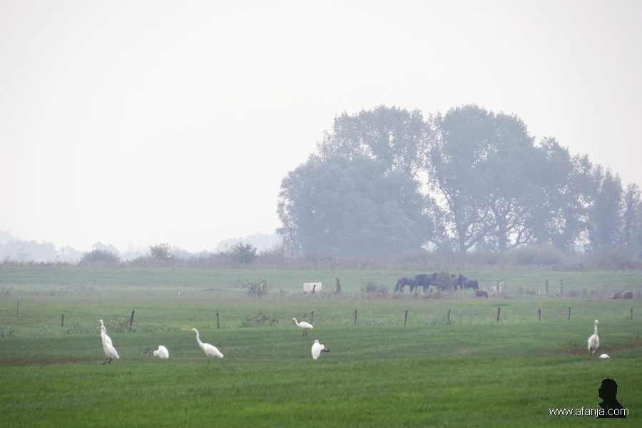 grote zilverreigers - 3