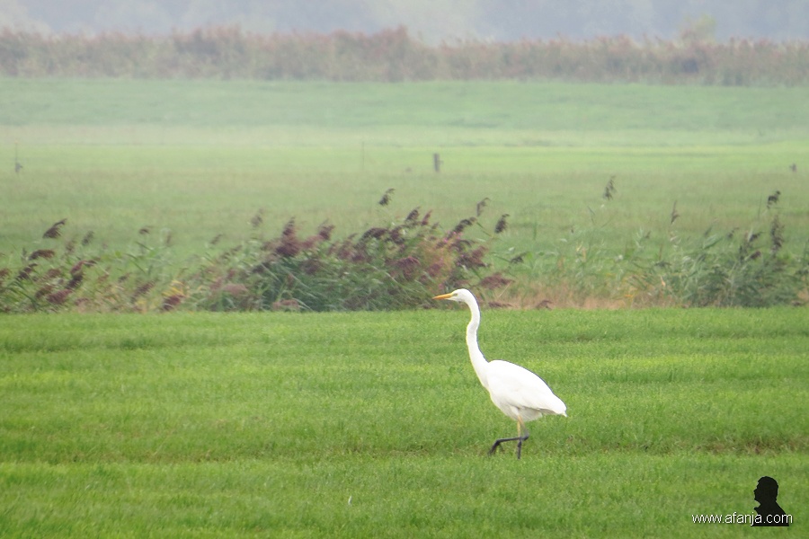 grote zilverreigers - 4