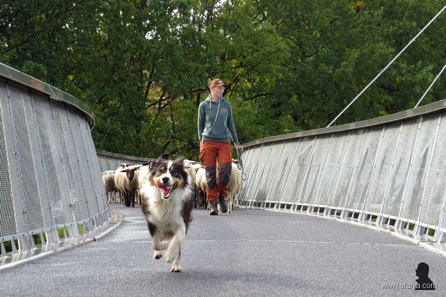 Grutte Fryske skieppekuier (4)