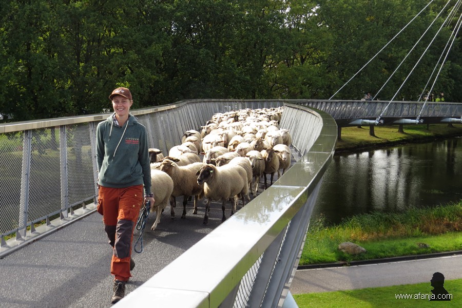 Grutte Fryske skieppekuier (5)