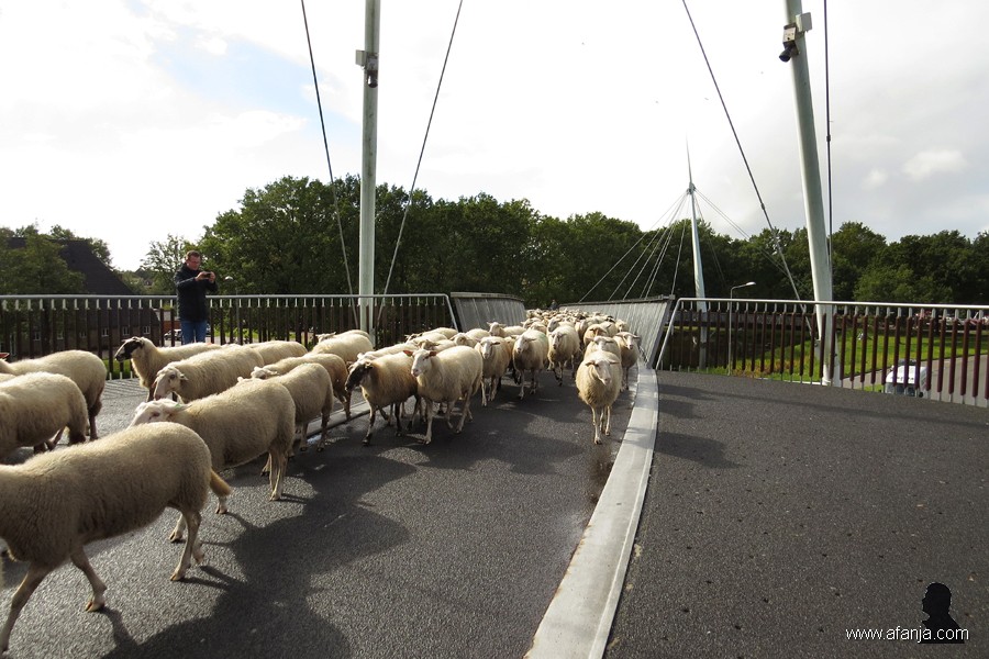 Grutte Fryske skieppekuier (6)