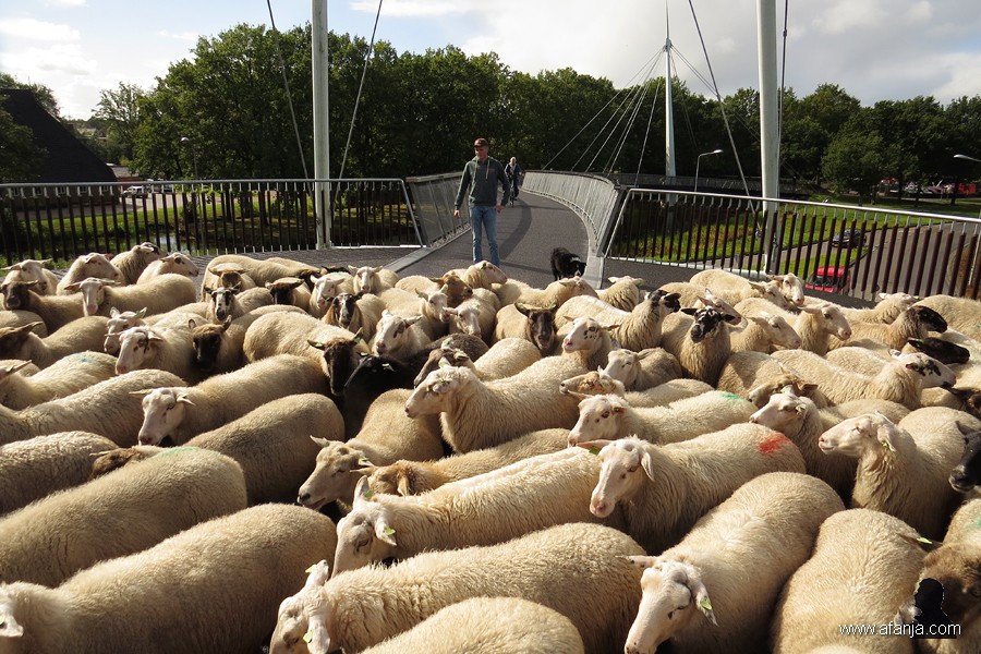 Grutte Fryske skieppekuier (8)