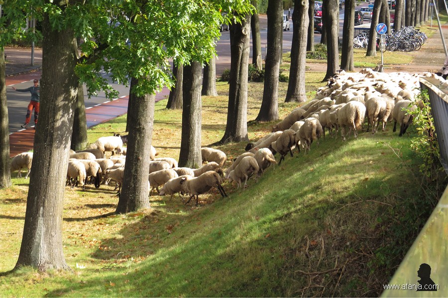 Grutte Fryske skieppekuier (9)