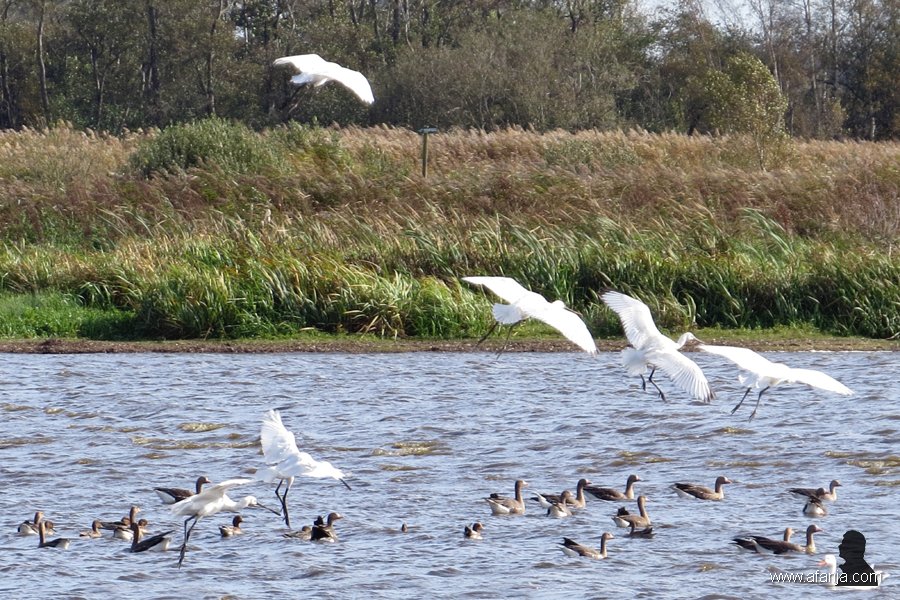lepelaars zetten de landing in