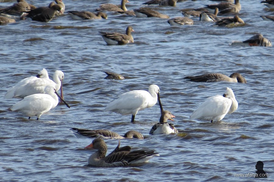 lepelaars tussn de ganzen