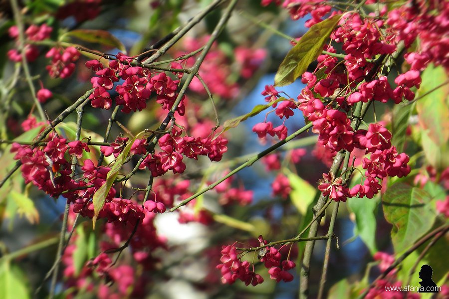 kardinaalsmutsen in de Ecokathedraal (3)