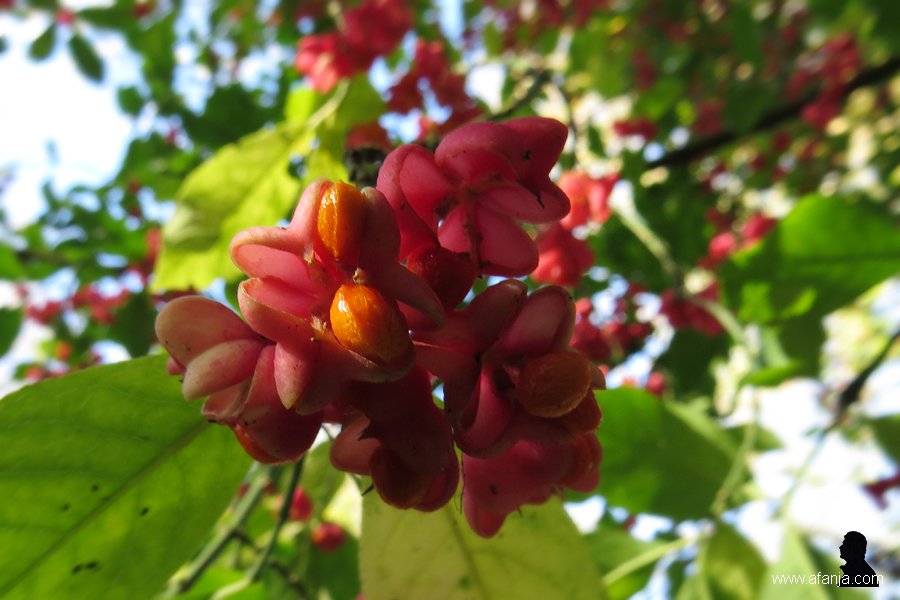 kardinaalsmutsen in de Ecokathedraal (2)