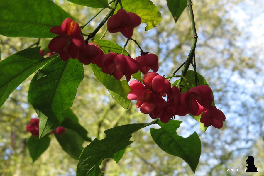 kardinaalsmutsen in de Ecokathedraal (4)