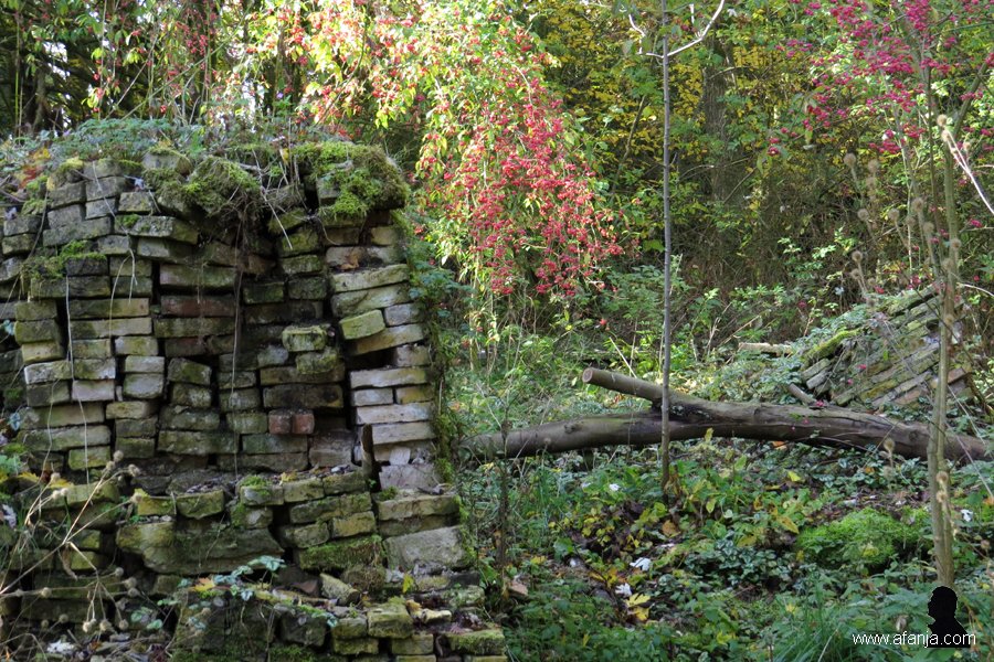kardinaalsmutsen in de Ecokathedraal (1)