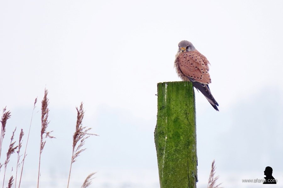 torenvalk in een witte wereld 1