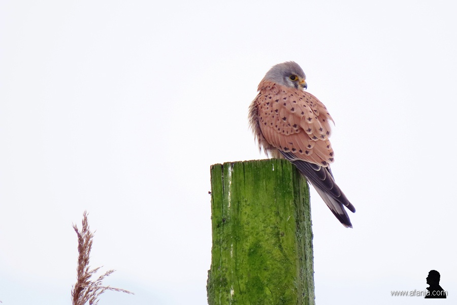 torenvalk in een witte wereld 3