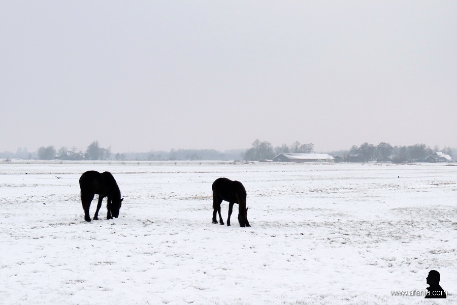 Friese paarden - Frisian horses