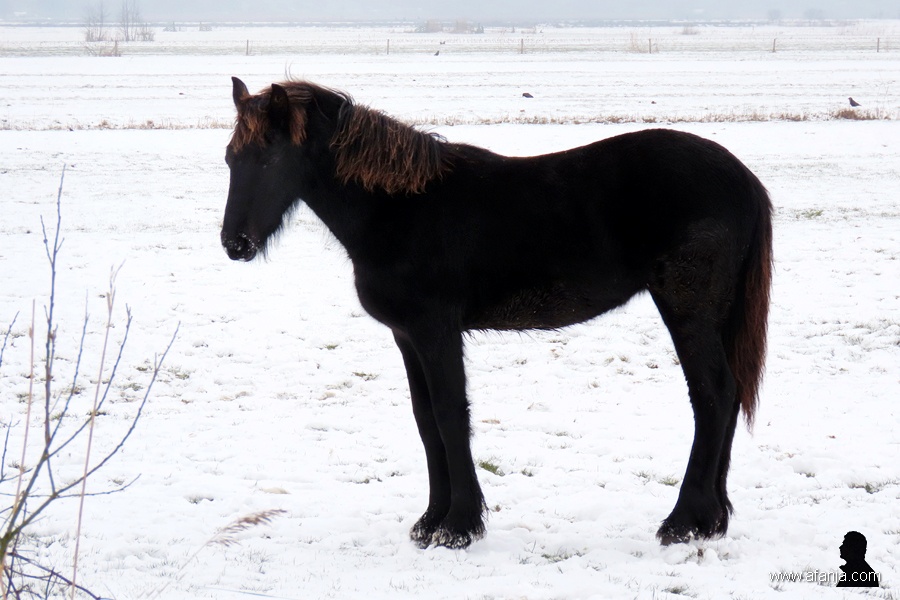 Fries paard - Frisian horse 2