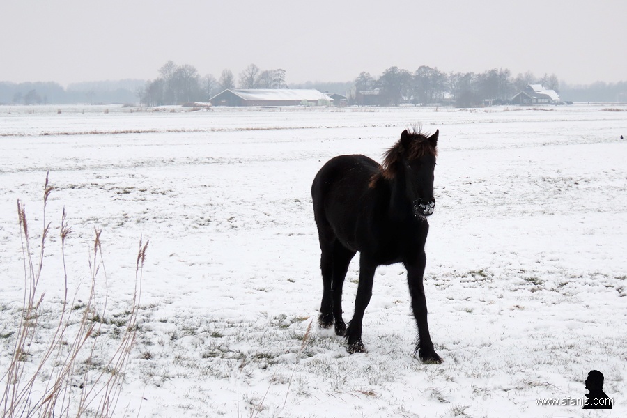 Fries paard - Frisian horse 1