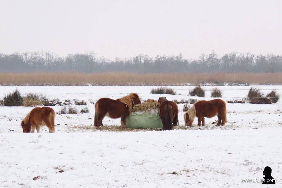 pony's in de sneeuw 1