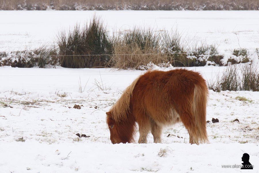 pony's in de sneeuw 4