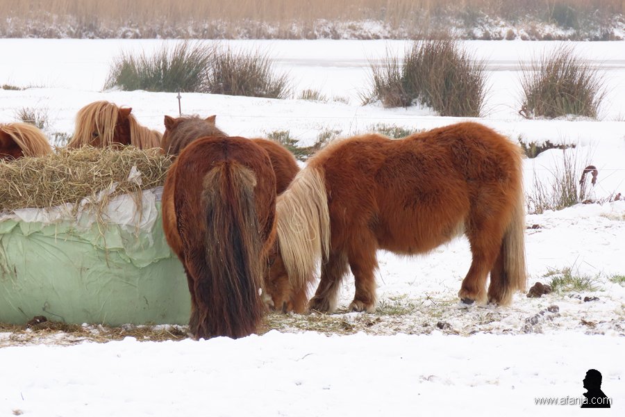 pony's in de sneeuw 2