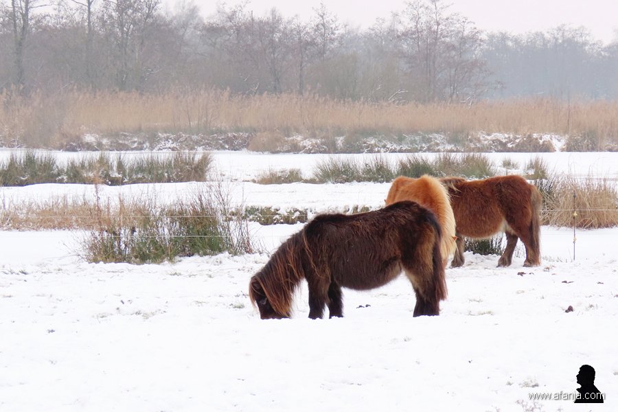 pony's in de sneeuw 3