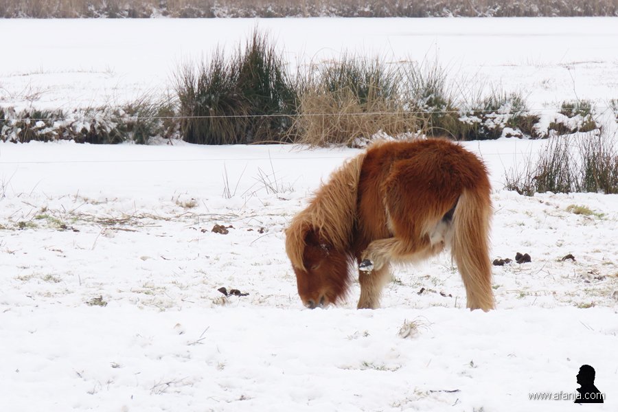 pony's in de sneeuw 5